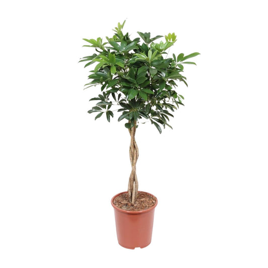 Schefflera Arboricola Compacta – Elegante Schirmpflanze Ø27cm