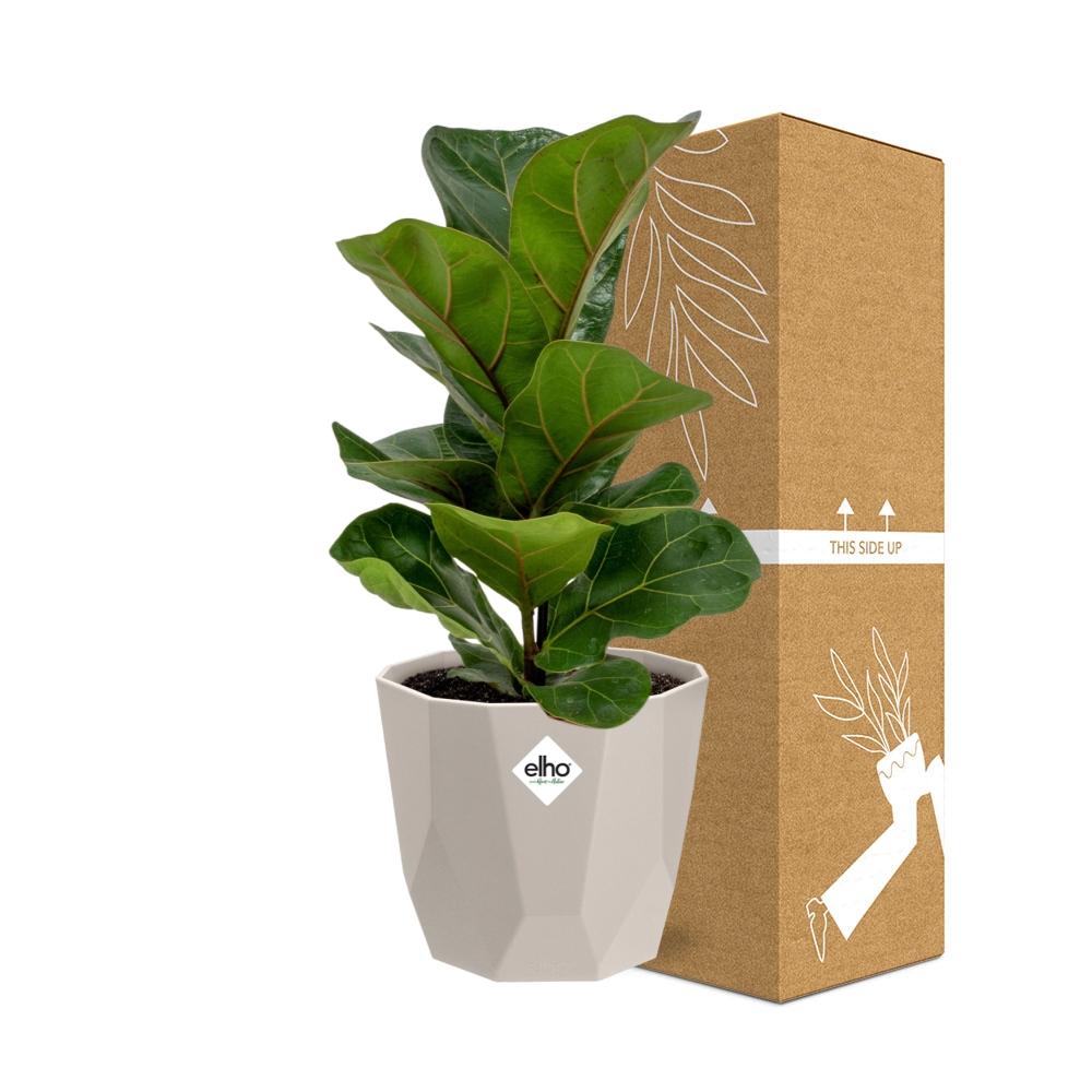 Ficus Lyrata ‘Bambino’ im ELHO b.for rock Topf 14 cm warm grey