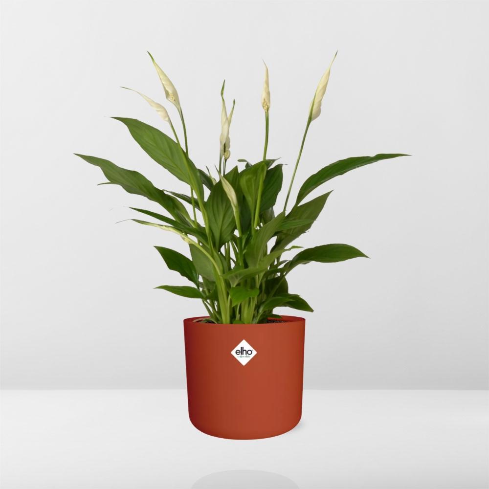 Friedenslilie Spathiphyllum 12 cm im ELHO b.for soft Rond Topf