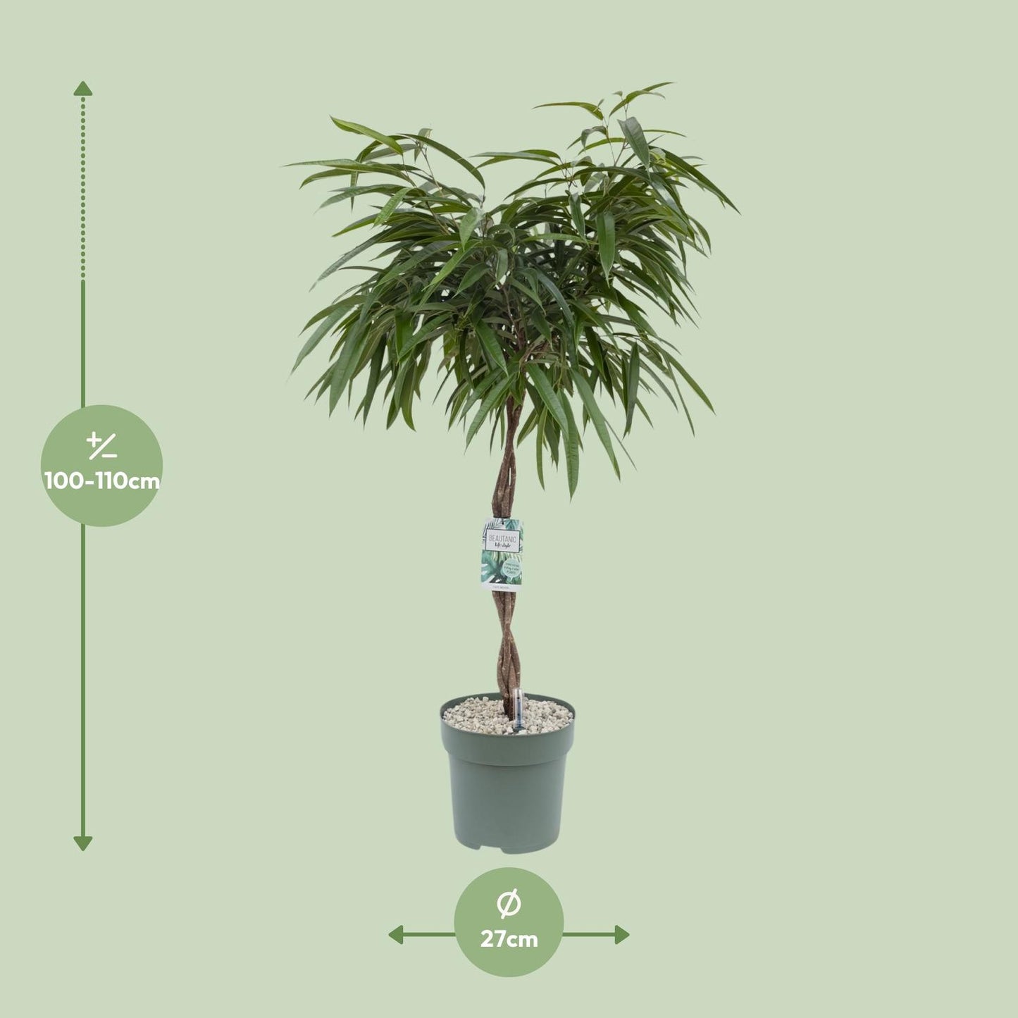 Ficus Mahori – Pflegeleichte Zimmerpflanze Ø27cm, 120cm hoch