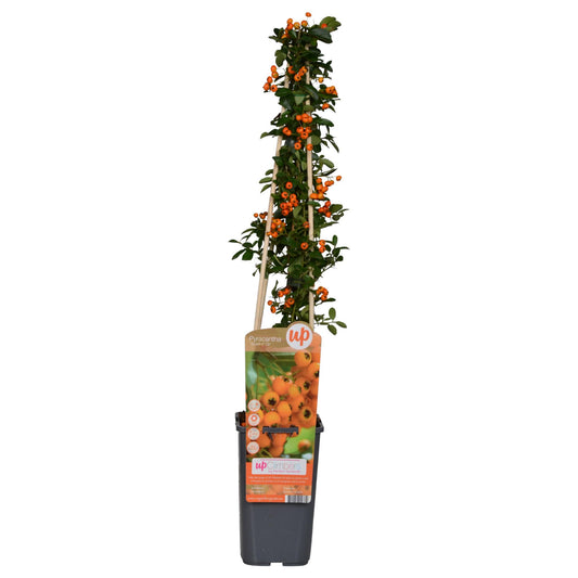 Pyracantha 'Soleil dOr' – Pflegeleichter Zierstrauch Ø15cm