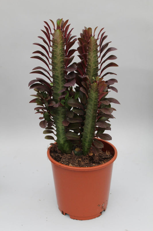 Euphorbia Trigona Rubra – Afrikanischer Milchbaum Ø12cm, 40cm
