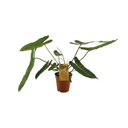 Philodendron Billetiae – pflegeleichte Zimmerpflanze Ø15cm