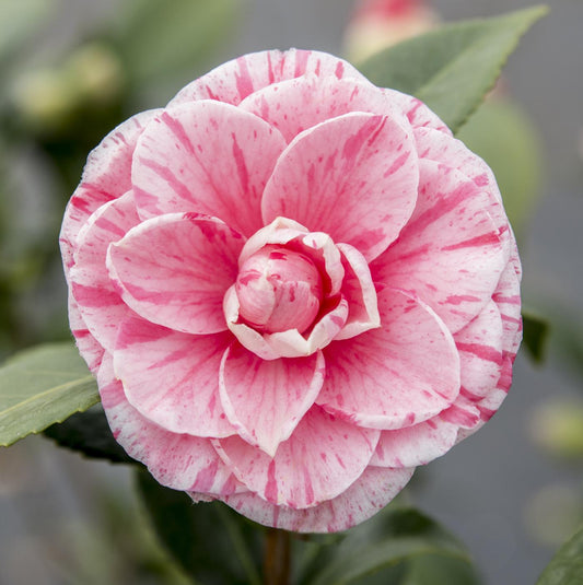 Camellia japonica Bonomiana – Eleganter immergrüner Strauch Ø19cm