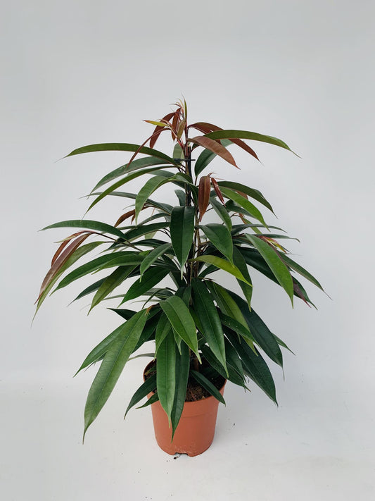 Ficus Binnendijkii 'Amstel King' Ø17cm - 75cm hoch