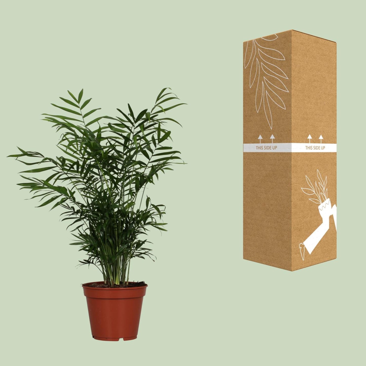 Chamaedorea Elegans – Zwerg-Gebirgspalme Ø17cm, 55cm hoch