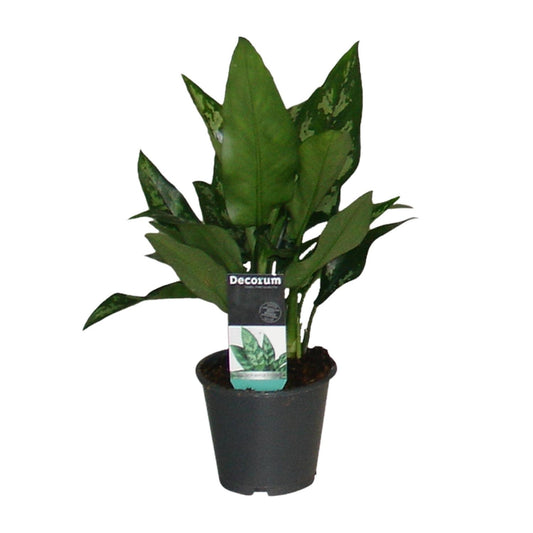 Aglaonema Maria – Pflegeleichte Zimmerpflanze Ø12cm, 50cm hoch