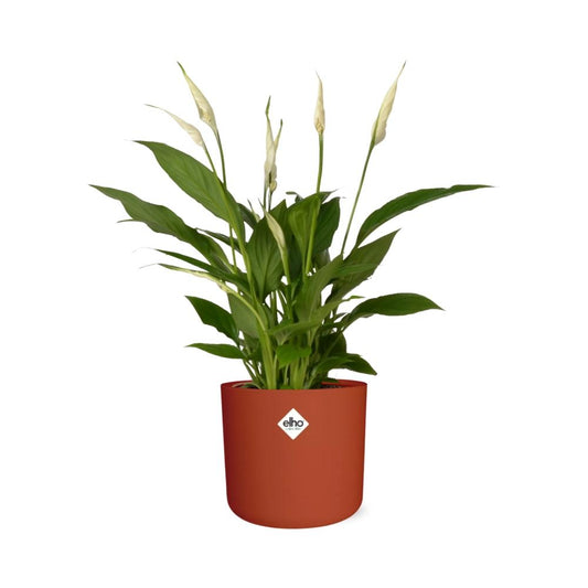 Friedenslilie Spathiphyllum 12 cm im ELHO b.for soft Rond Topf
