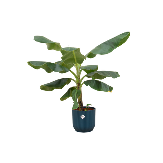 Bananenpflanze (Musa) mit elho Vibes Fold Round Topf Ø22 - 100 cm