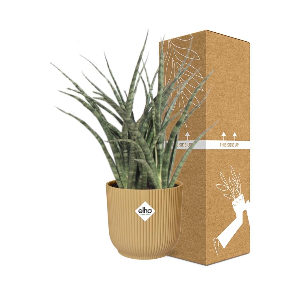 Sansevieria Fernwood Punk im ELHO Vibes Fold 14cm Topf gelb