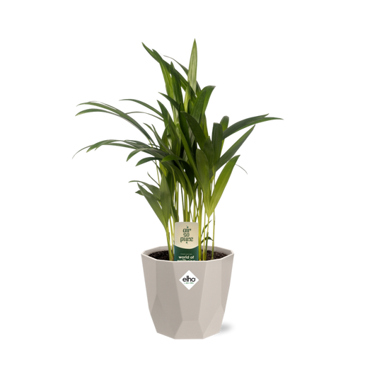 Dypsis Lutescens (Bambuspalme) 12cm in ELHO b.for rock 14 cm warm grey