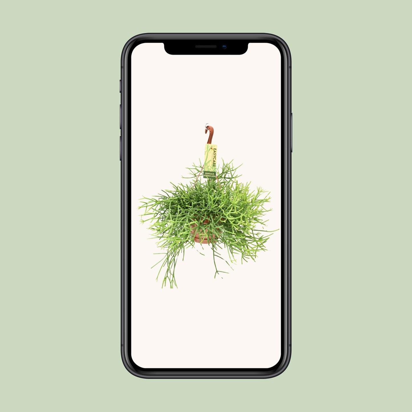 Rhipsalis Heteroclada – Pflegeleichte Hängepflanze Ø17 cm