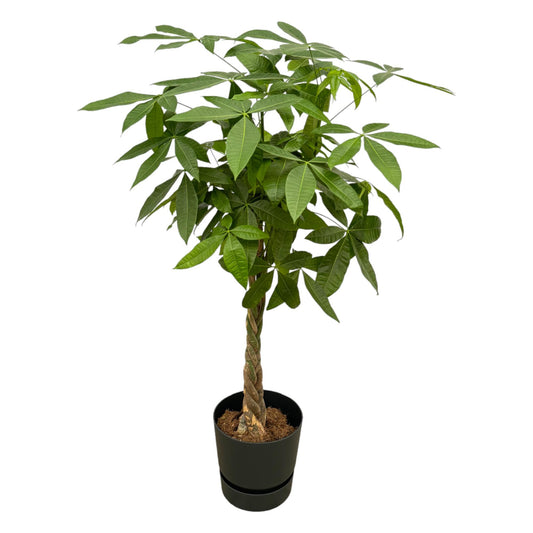 Pachira Aquatica Geldbaum mit elho Greenville Topf 140cm