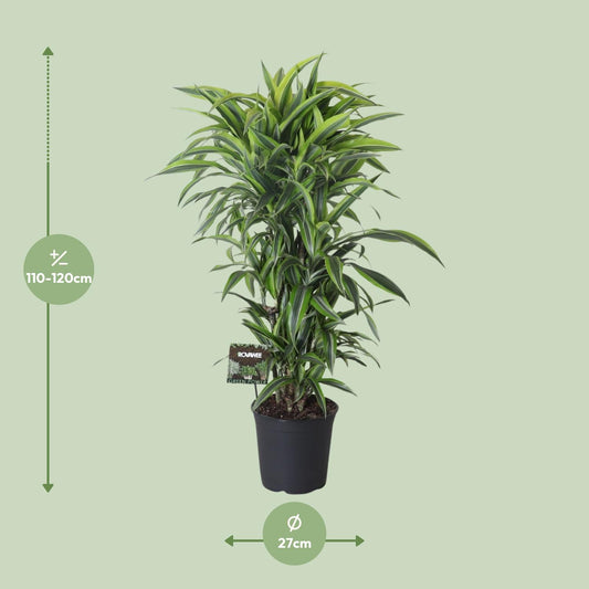 Dracaena Fragrans Lemon Lime Vertakt – pflegeleichter Drachenbaum Ø27cm