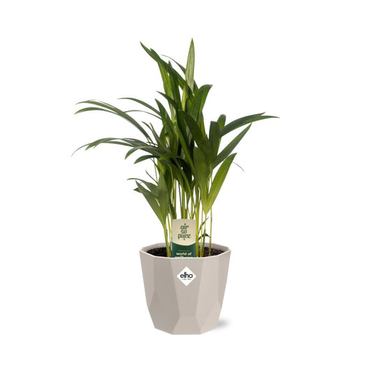 Dypsis Lutescens (Bambuspalme) 12cm in ELHO b.for rock 14 cm warm grey