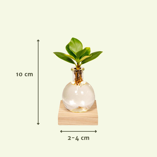 Clusia Hydroponie-Pflanzenmix mit LED-Beleuchtung Ø10cm