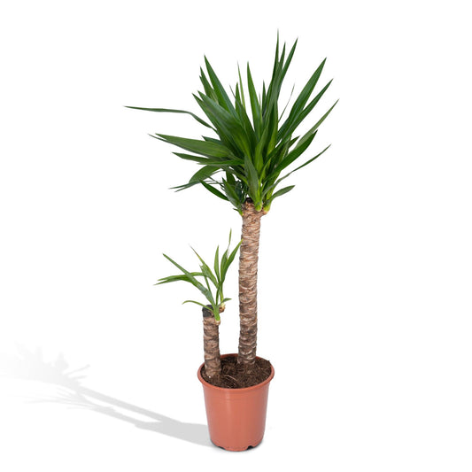 Yucca Elephantipes XXL – Pflegeleichte Palmlilie Ø21cm