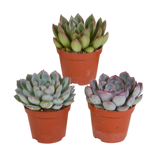 Echeveria-Mischung 3er-Set 8,5 cm ohne Topf