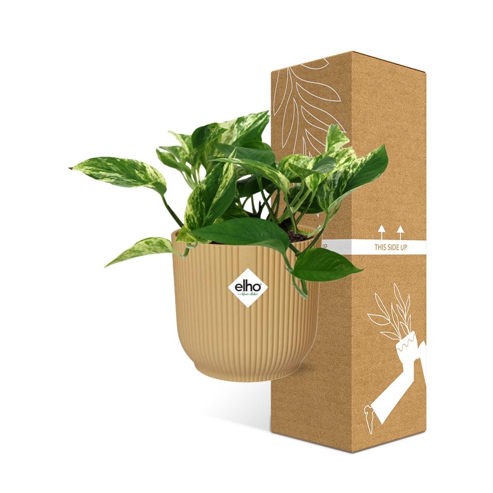 Scindapsus Marble Queen in ELHO Vibes Fold 14cm gelb