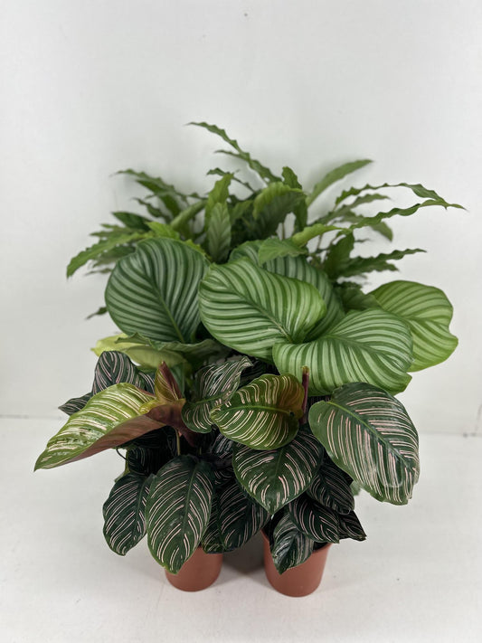 Calathea Mix – Pflegeleichte tropische Blattschmuckpflanzen