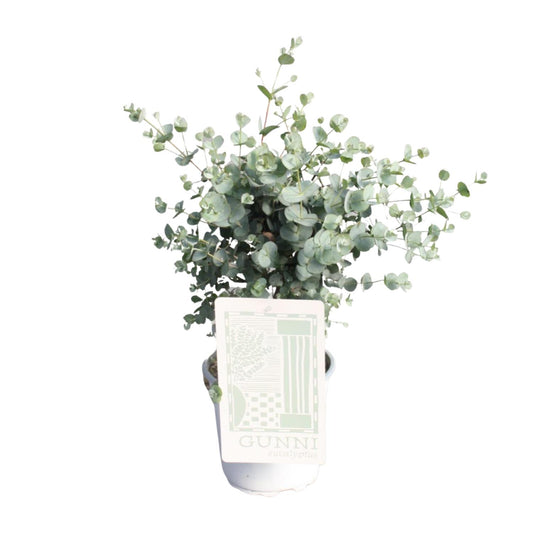 Eukalyptus - Pflegeleichte Zimmerpflanze Ø17cm