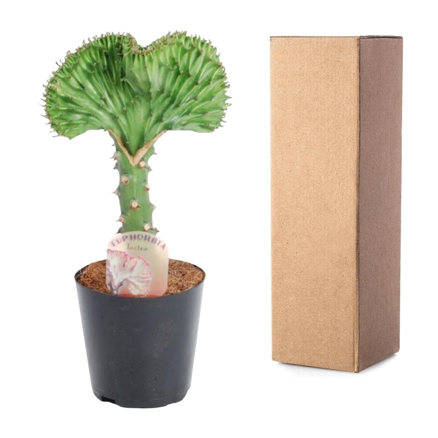 Euphorbia lactea Cristata - Korallen-Kaktus 30 cm