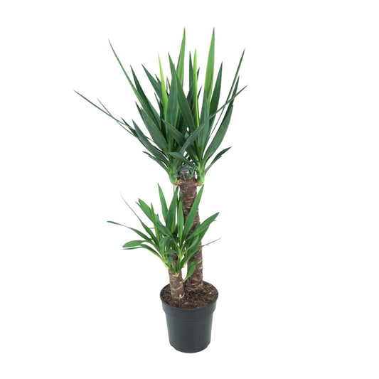 Yucca Elephantipes Ø21cm – Pflegeleichte Zimmerpflanze bis 100cm