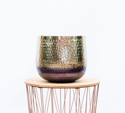 Jenna Gold – Kompakte, pflegeleichte Zimmerpflanze 46x38 cm