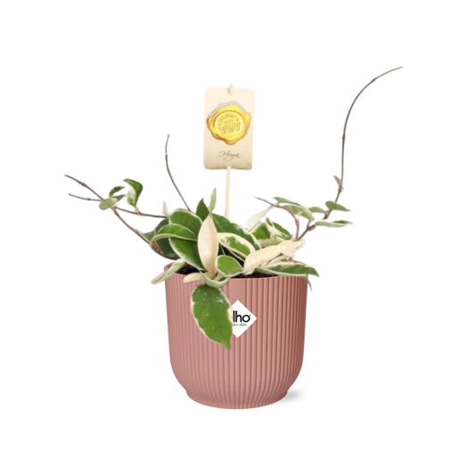 Hoya Carn.’Krimson Queen’ in ELHO Vibes Fold 14cm rosa – pflegeleichte Wachsblume