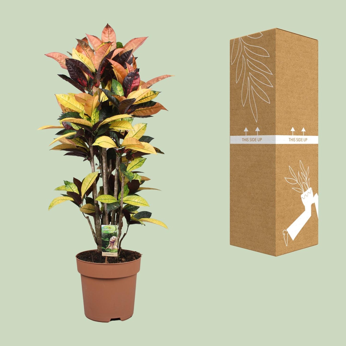 Codiaeum Mrs Iceton – Bunte, pflegeleichte Zimmerpflanze Ø27cm
