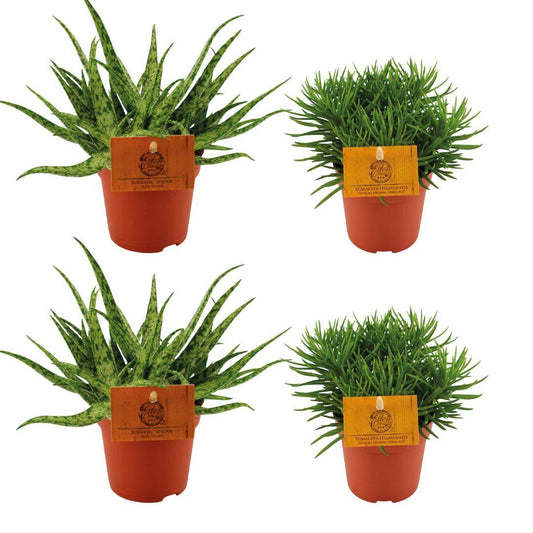 4er Set Aloe Spider & Senecio Himalaya Ø10,5 cm