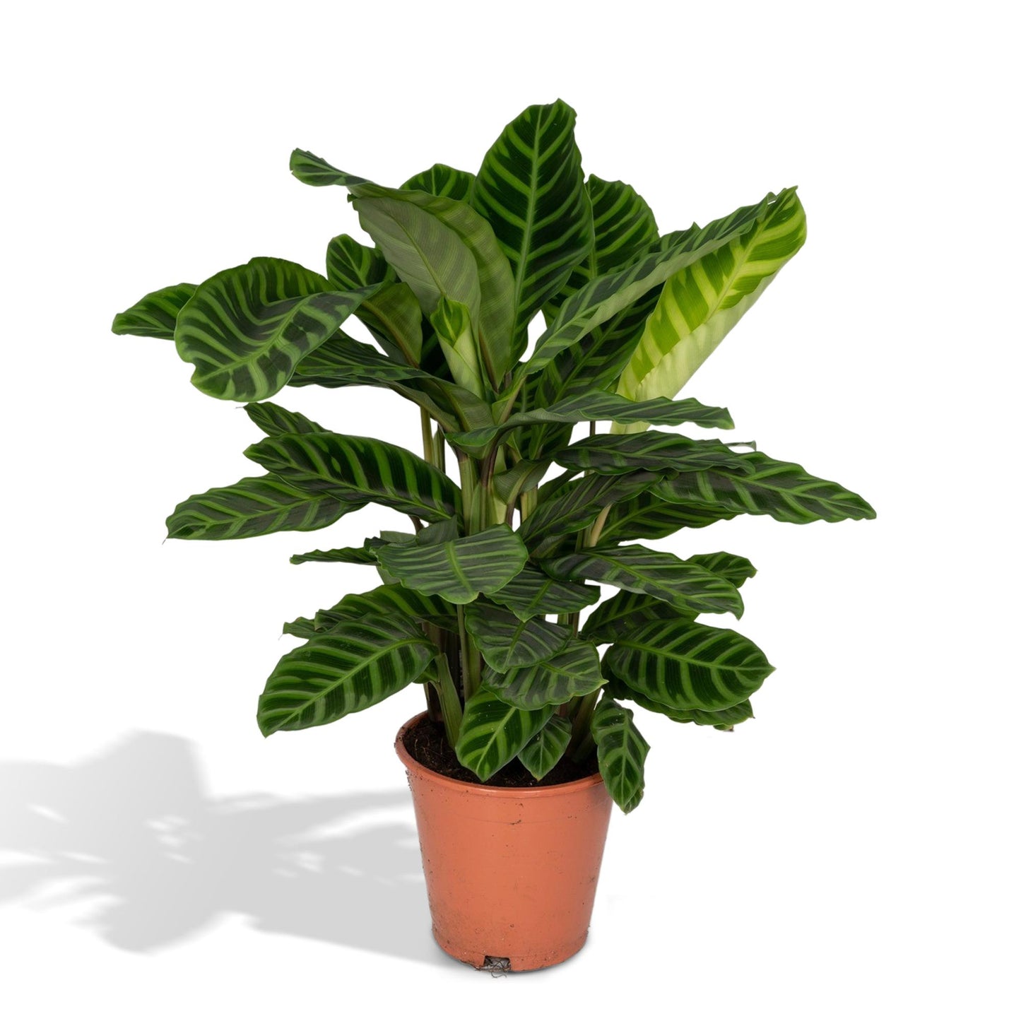 Calathea Zebrina – Pfauenpflanze Ø19cm, ca. 80cm hoch