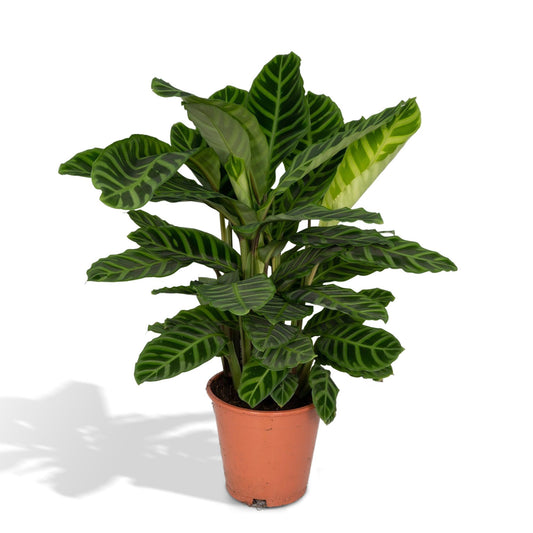 Calathea Zebrina – Pfauenpflanze Ø19cm, ca. 80cm hoch