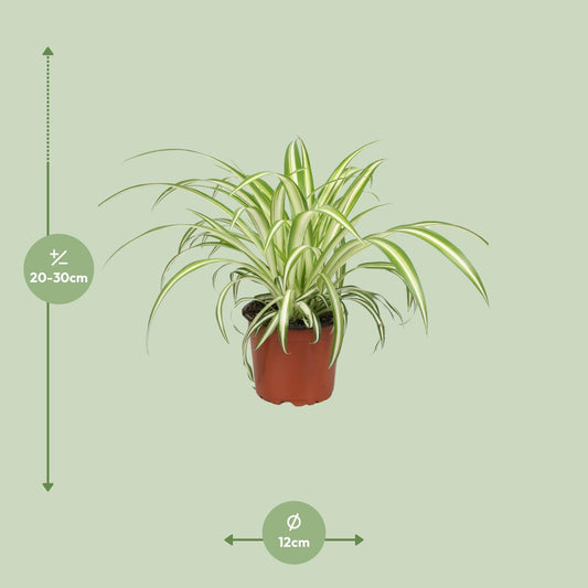 Chlorophytum Spider-Pflanze Ø12cm, 25cm hoch