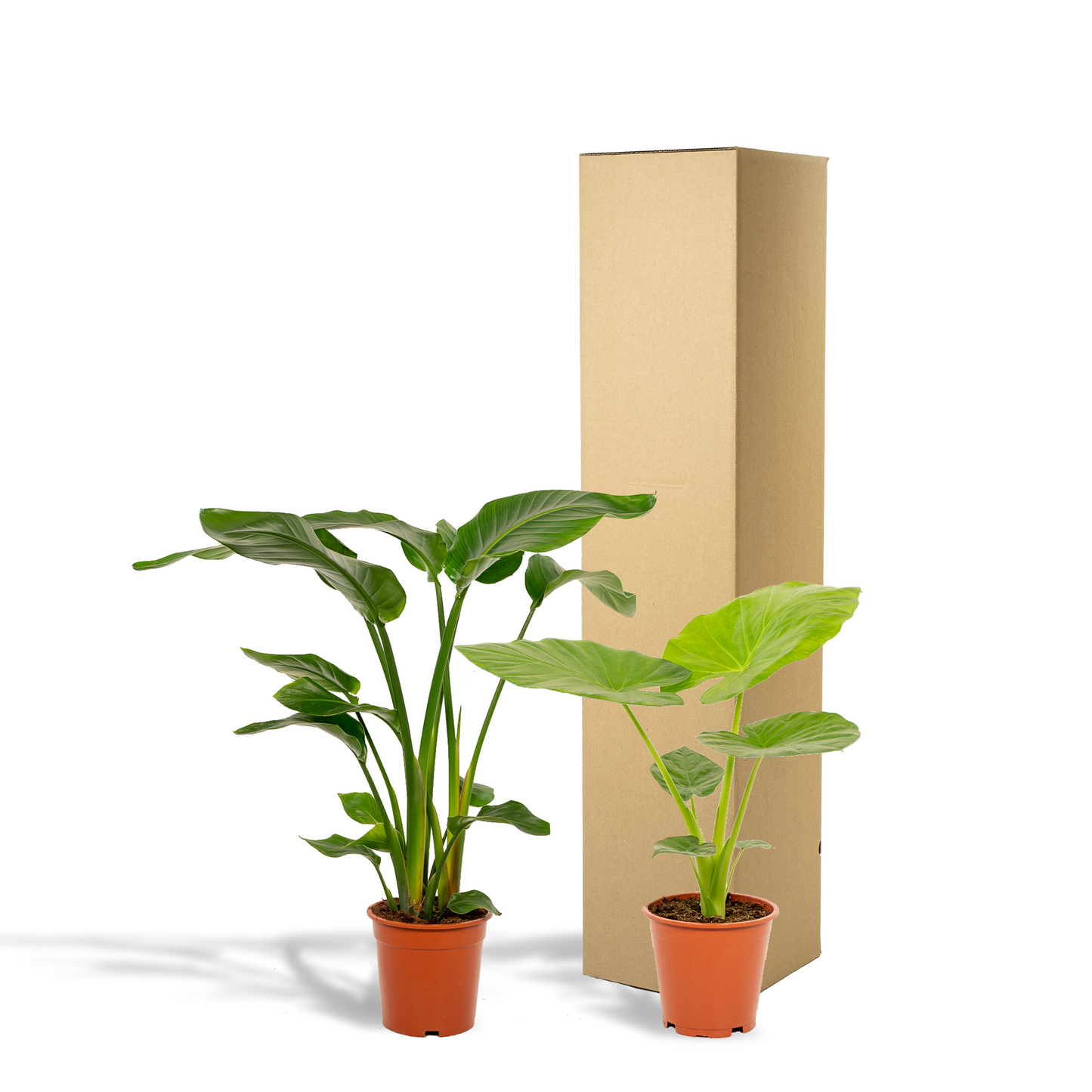 Strelitzia Nicolai & Alocasia Macrorrhiza - XXL Zimmerpflanzen Set