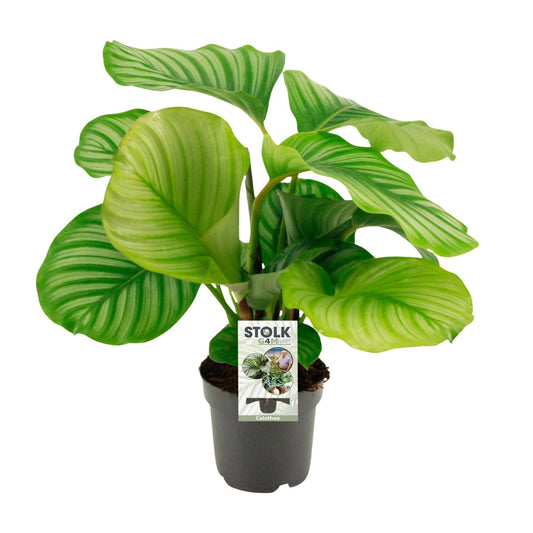 Calathea Orbifolia – Pflegeleichte Zimmerpflanze Ø50cm