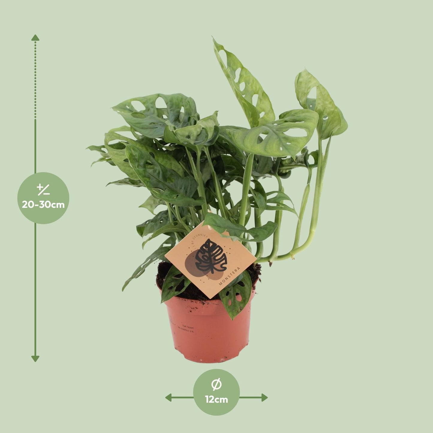Monstera Monkey Leaf – Pflegeleichte Zimmerpflanze Ø12cm