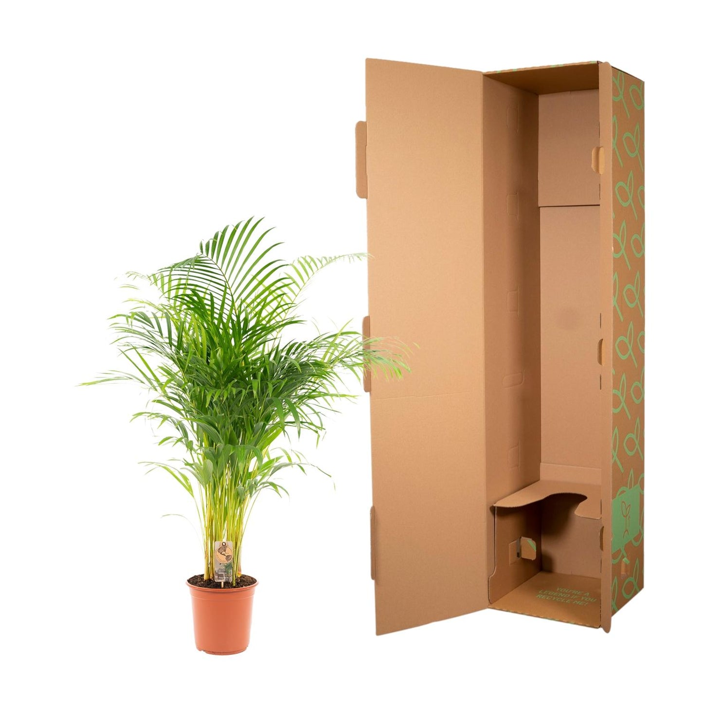 Areca-Palme Ø21cm – Luftreinigende Goldfruchtpalme bis 130cm