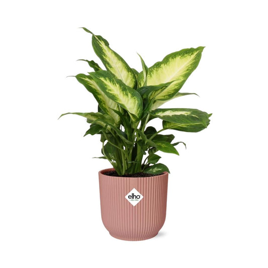 Dieffenbachia ‘Camilla’ im ELHO Vibes Fold 14cm Topf rosa