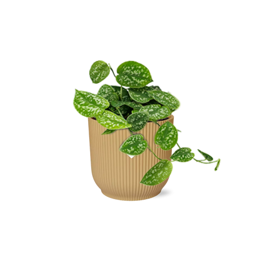 Scindapsus Pictus ‘Argyraeus’ im ELHO Vibes Fold 14cm Topf gelb