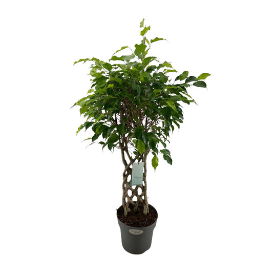 Ficus Benjamina Exotica matt – pflegeleichter Zimmerbaum Ø24cm