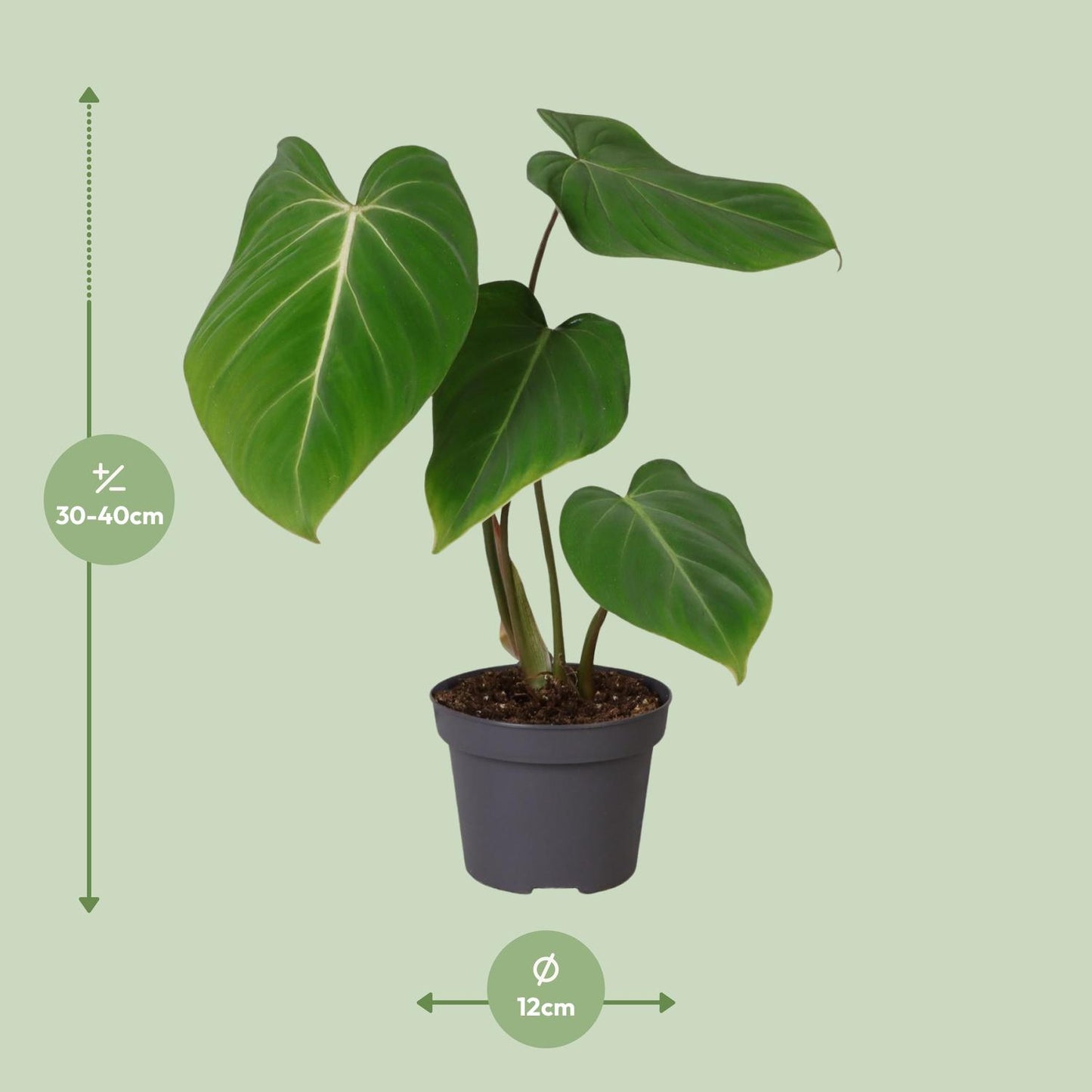 Philodendron Glorisoum – Pflegeleichte Zimmerpflanze Ø12cm