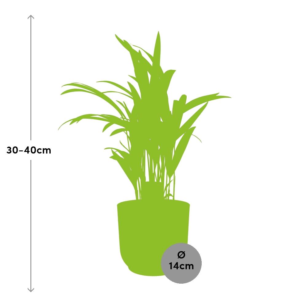 Dypsis Lutescens (Bambuspalme) 12cm im ELHO Vibes Fold Topf