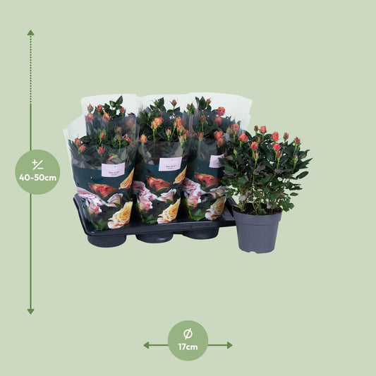 Topfrose rosa-orange Ø17cm, Höhe 45cm – pflegeleicht & elegant