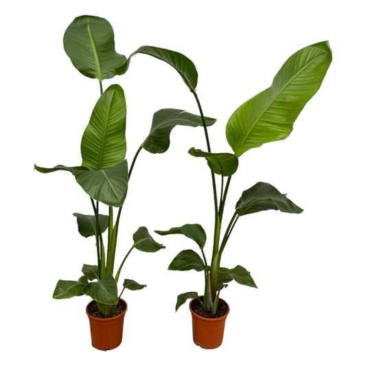 2x Strelitzia Nicolai – Exotische XXL Zimmerpflanze 100 cm