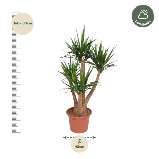 Yucca Elephantipes vertakt – 170 cm, ø45 cm