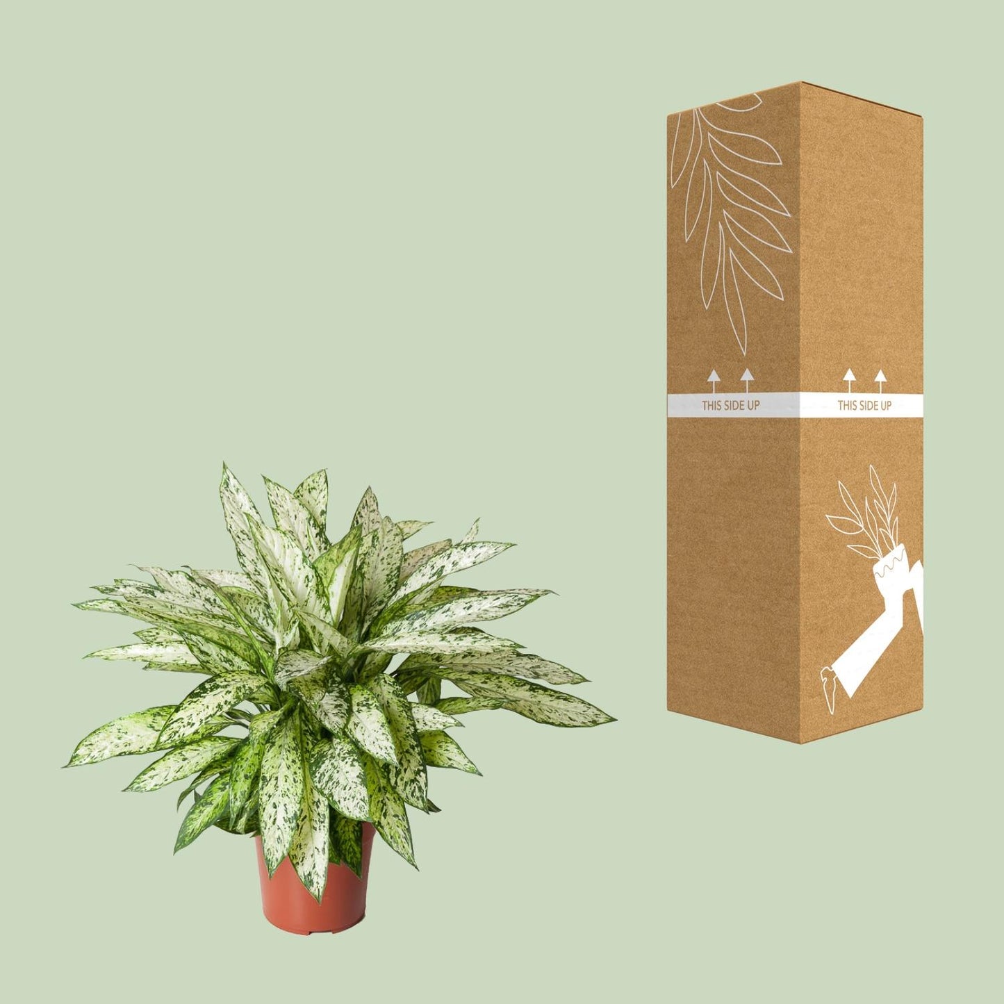 Dieffenbachia Vesuvius – Pflegeleichte Zimmerpflanze Ø27cm