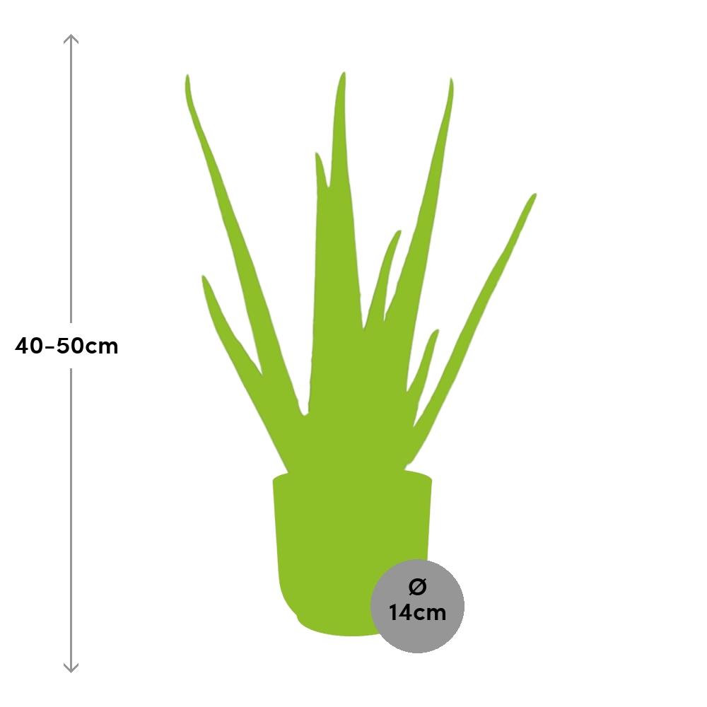 Aloe Vera 12cm im stylischen ELHO Vibes Fold Topf rosa