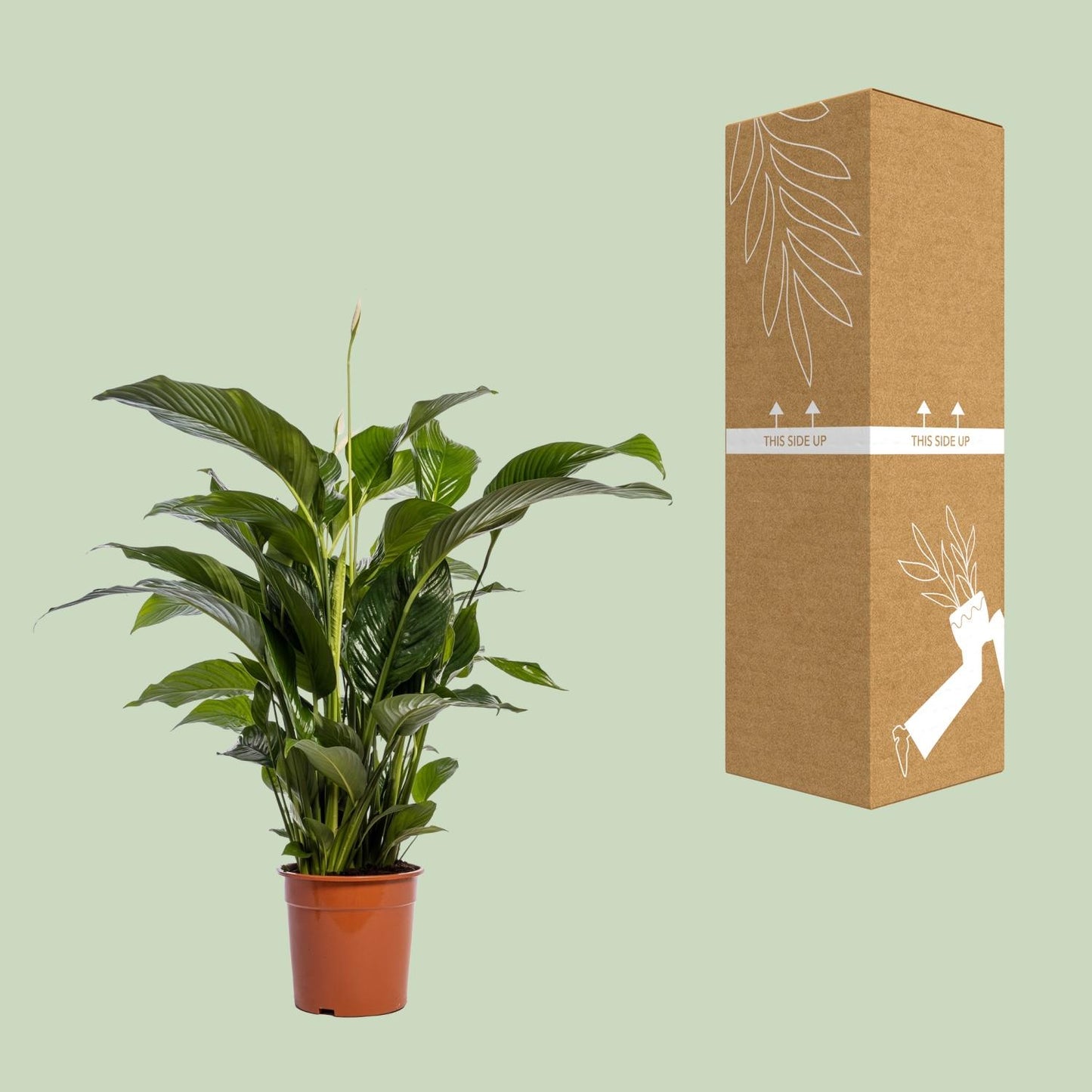 Spathiphyllum Bellini – Elegante Friedenslilie Ø24cm, 100cm hoch