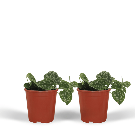 2x Scindapsus Pictus – Elegante Kletterpflanzen 15cm